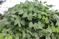 Mucuna pruriens var. pruriens